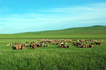 呼伦贝尔，探寻草原之韵的魅力之旅
